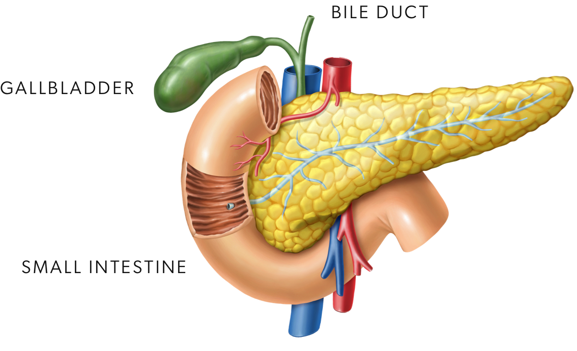 Digestive system diagram